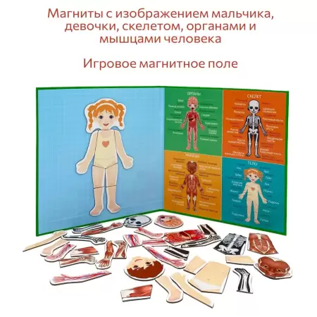 Бигр Магнитная игра "Тело человека" Бигр Магнитная игра "Тело человека"